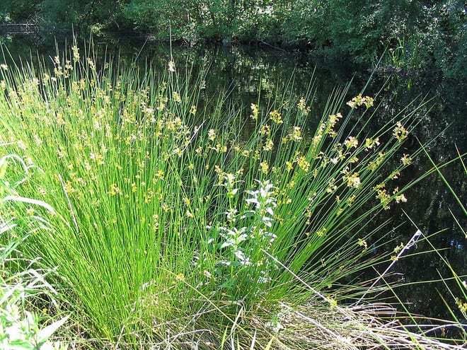 Photo of River Caldew