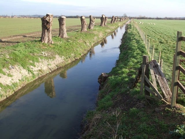 Photo of River Ouzel