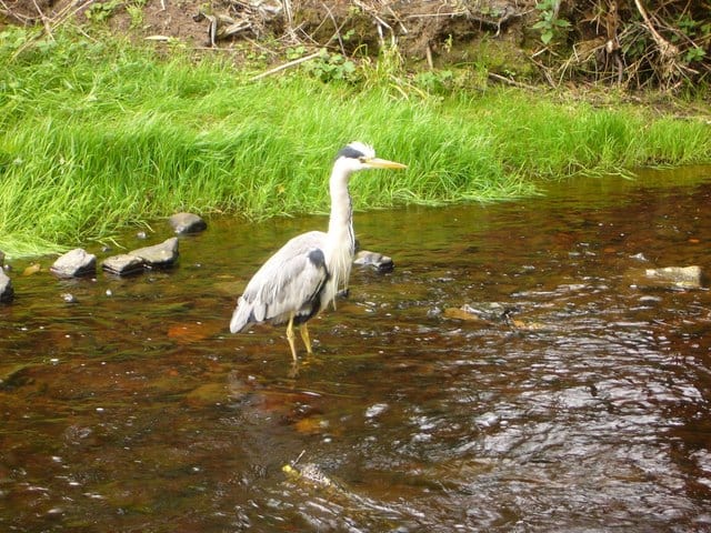 Photo of Water of Leith