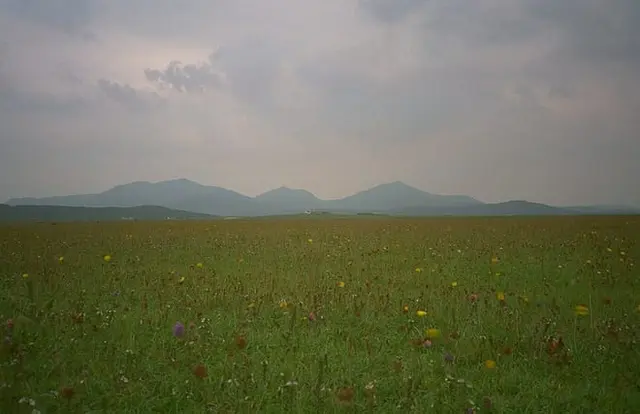 Machair grassland on South Uist